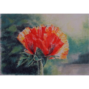 Klaproos in de avondzon, pastel op papier, 60x40